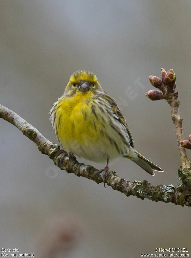 European Serin male adult breeding