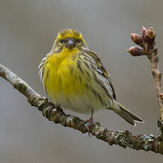 Serin cini