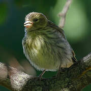 European Serin