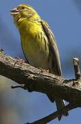 European Serin