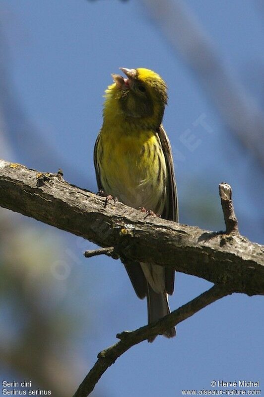 European Serin male adult breeding