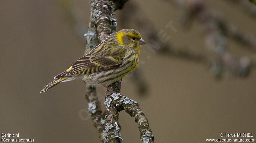 European Serin male adult breeding