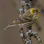 Serin cini