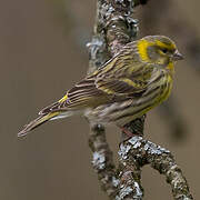 European Serin