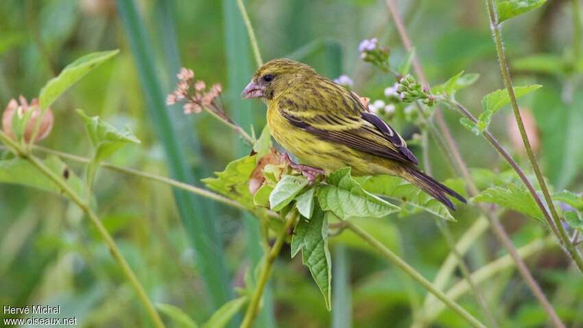 Serin d'Abyssinie femelle adulte, identification