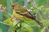 Serin d'Abyssinie