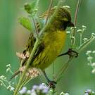 Serin d'Abyssinie