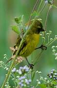 Serin d'Abyssinie