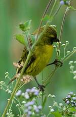 Serin d'Abyssinie