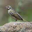 Serin de Sainte-Hélène