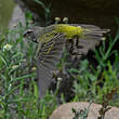 Serin de Sainte-Hélène