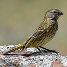 Serin de Sainte-Hélène