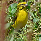 Serin de Sainte-Hélène