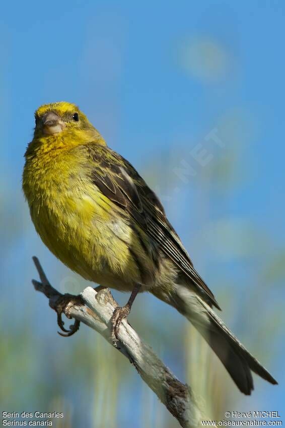 Atlantic Canary male adult