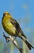 Serin des Canaries