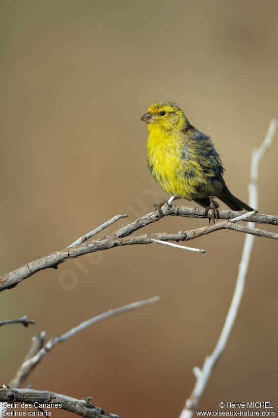 Serin des Canaries mâle adulte