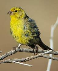 Serin des Canaries