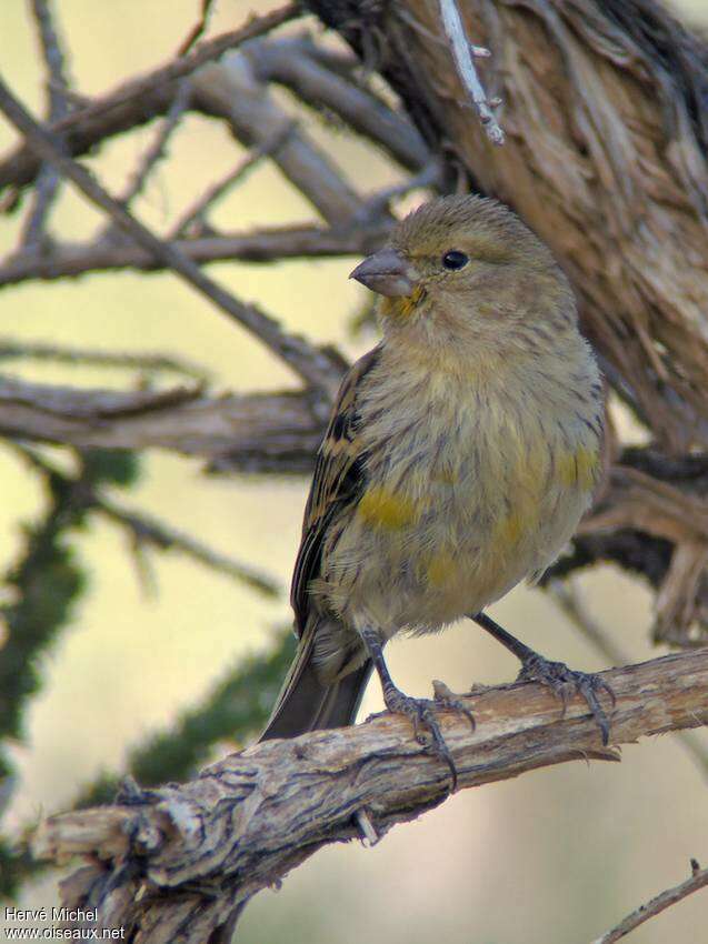 Atlantic Canary female adult, close-up portrait