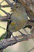 Serin des Canaries