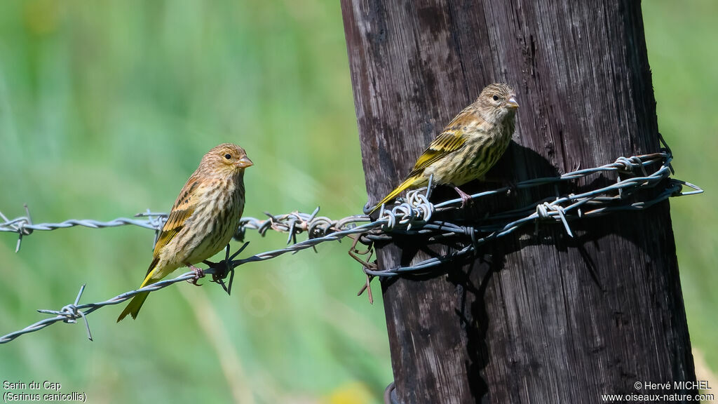 Serin du Cap
