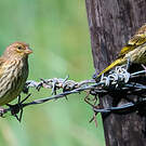 Serin du Cap