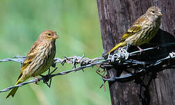 Serin du Cap