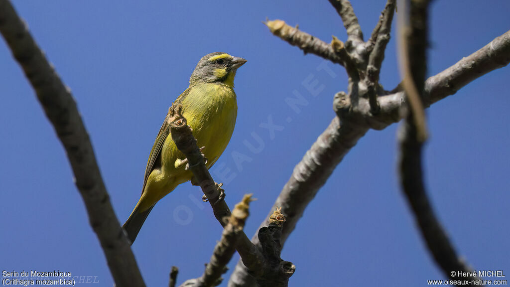 Yellow-fronted Canary