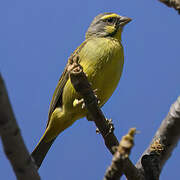 Yellow-fronted Canary