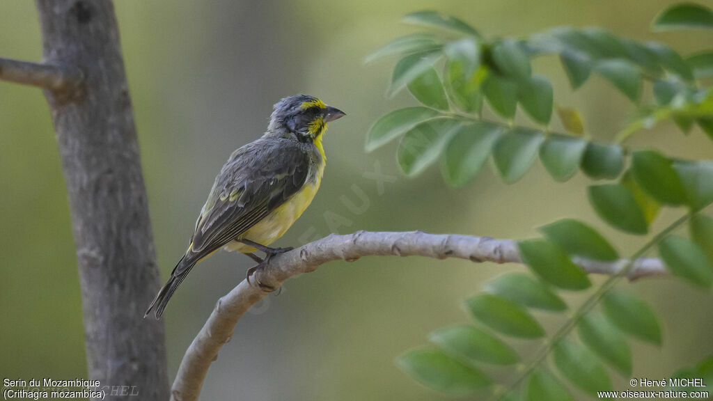 Yellow-fronted Canary