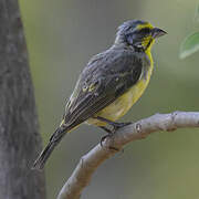 Yellow-fronted Canary