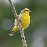 Serin du Mozambique