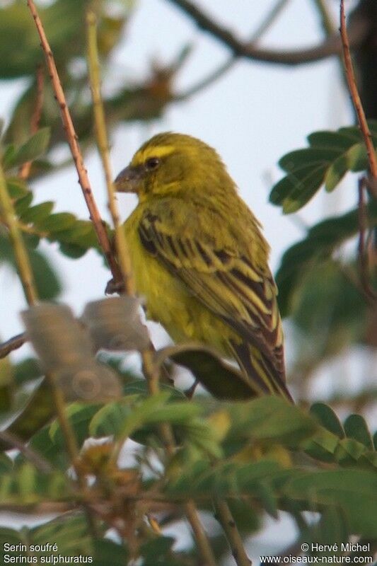 Serin soufréadulte