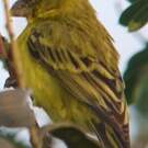 Serin soufré