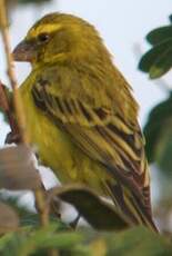 Serin soufré