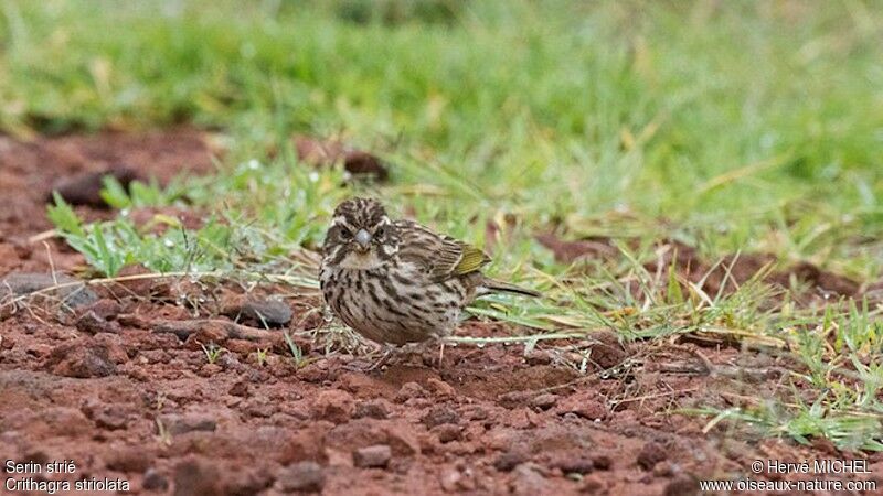 Serin strié