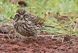 Streaky Seedeater