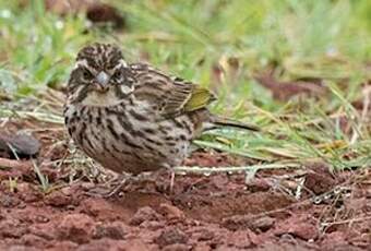 Serin strié