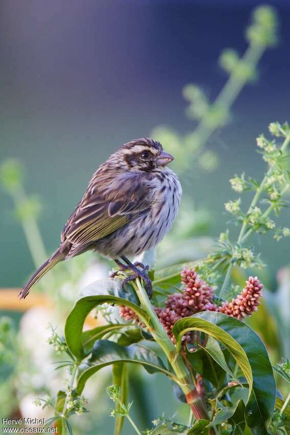 Serin striéadulte, identification