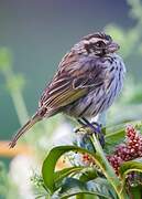 Streaky Seedeater