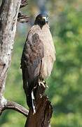 Crested Serpent Eagle