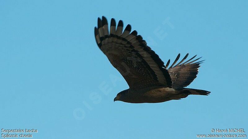 Crested Serpent Eagle