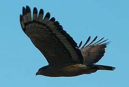 Crested Serpent Eagle