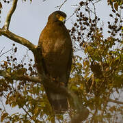 Crested Serpent Eagle
