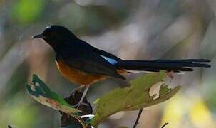 White-rumped Shama