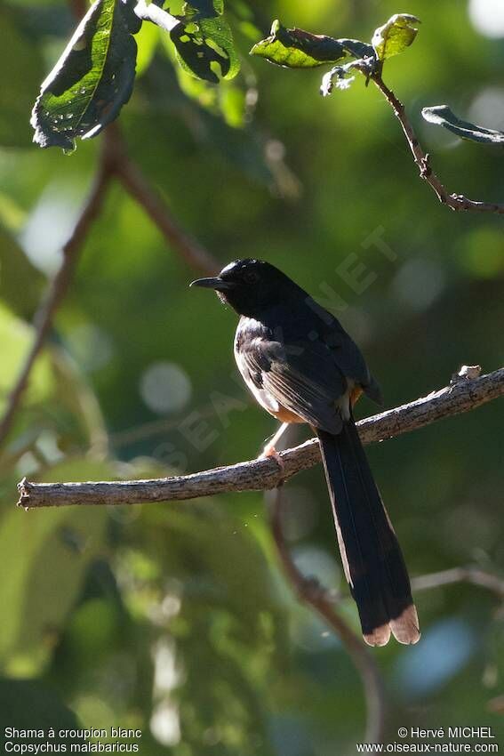 White-rumped Shama