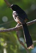 White-rumped Shama