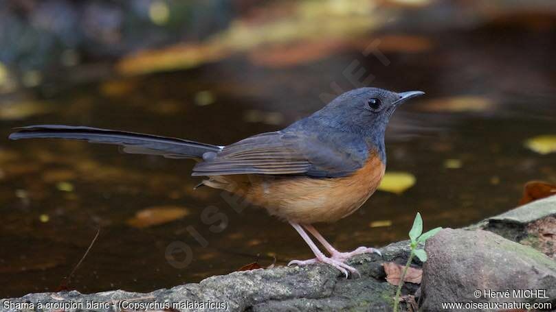 White-rumped Shama female adult