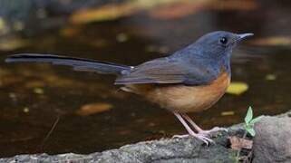 White-rumped Shama