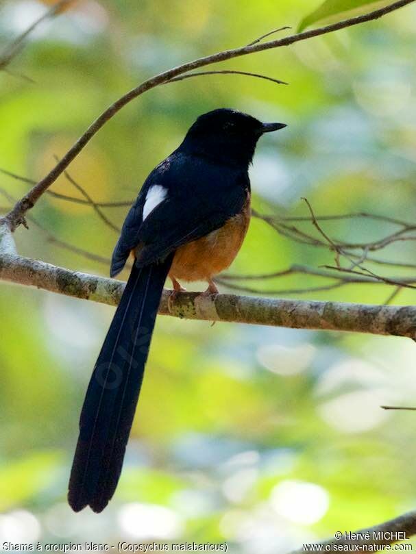 White-rumped Shama male adult