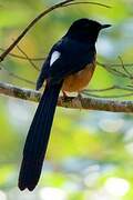 White-rumped Shama